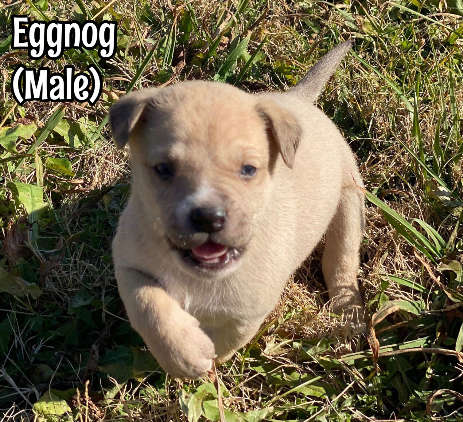 Eggnog